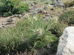 Cirsium scopulorum