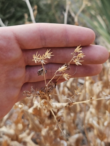 Image of Acourtia wrightii by no rights reserved