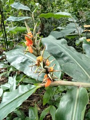 Hedychium gardnerianum, recorded fruiting