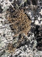 Sphaerophorus fragilis