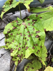 Phyllosticta ampelicida