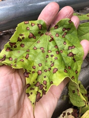 Phyllosticta ampelicida