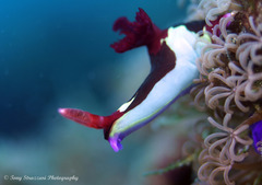 Nembrotha chamberlaini