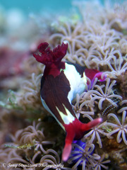 Nembrotha chamberlaini