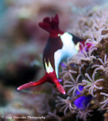 Nembrotha chamberlaini