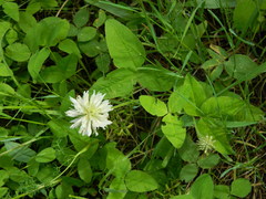 Trifolium latifolium