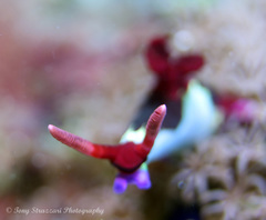 Nembrotha chamberlaini
