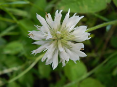 Trifolium latifolium
