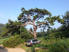 Pinus densiflora