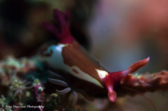 Nembrotha chamberlaini