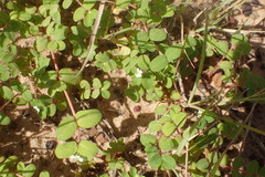 Euphorbia cordifolia