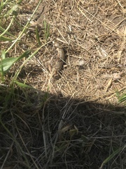 Proserpinus clarkiae