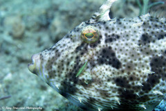 Pseudomonacanthus macrurus