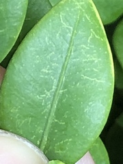 Eurytetranychus buxi