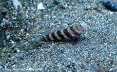 Amblyeleotris wheeleri