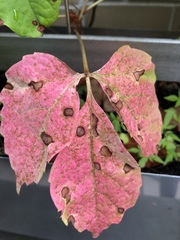 Phyllosticta ampelicida