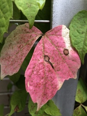 Phyllosticta ampelicida