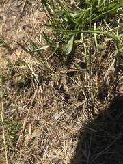 Proserpinus clarkiae