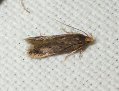 Bryotropha terrella