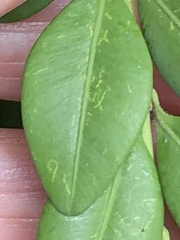 Eurytetranychus buxi