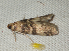 Euzophera pinguis