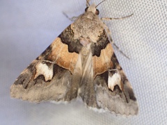 Drasteria pallescens