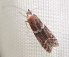 Moodna ostrinella