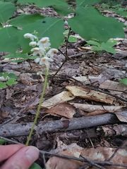 Pyrola elliptica