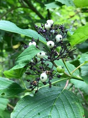 Cornus sericea sericea