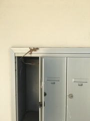 Anolis sagrei