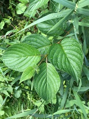 Cornus sericea sericea