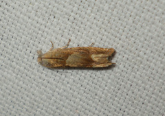 Eucosma conterminana