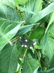 Cornus sericea sericea