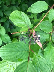 Cornus sericea sericea
