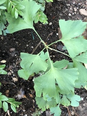 Ginkgo biloba
