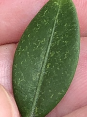 Eurytetranychus buxi