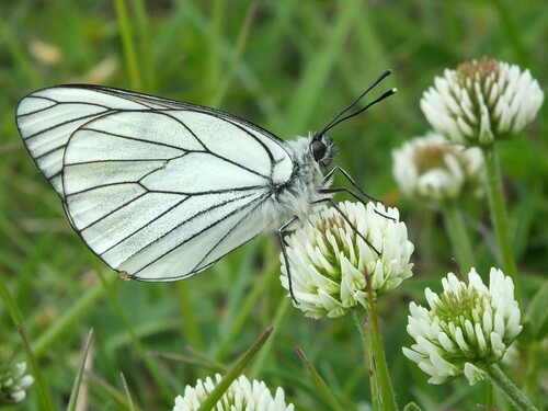 Black-veined White
