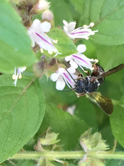 Megachilini