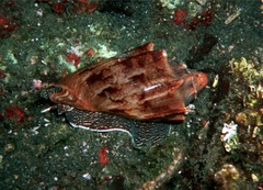 Cymbiola vespertilio