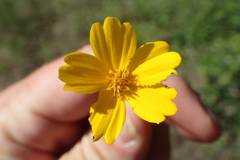 Thelesperma flavodiscum