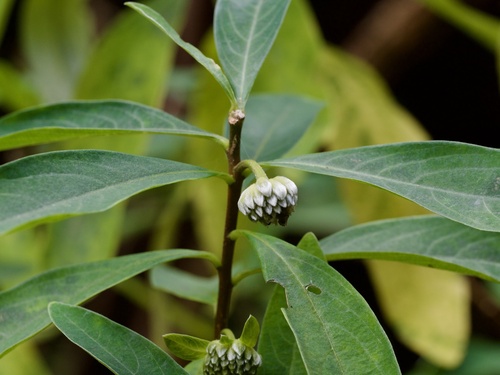 Image of Edgeworthia chrysantha by (c) りなべる, some rights reserved (CC BY)