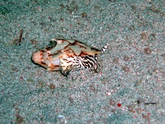 Cymbiola vespertilio