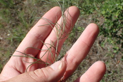 Thelesperma flavodiscum