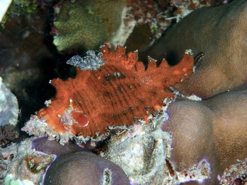 Chicoreus microphyllus observed 2009-06-02