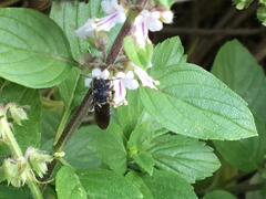 Megachilini