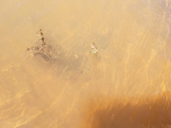 Triops longicaudatus