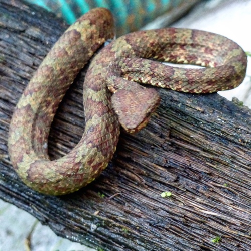 Photo of a Malabar Pit Viper (Craspedocephalus malabaricus)