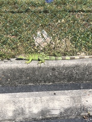 Iguana iguana