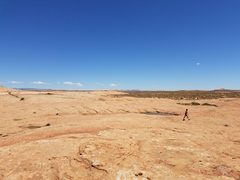 Triops longicaudatus