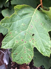 Cercospora hydrangeae